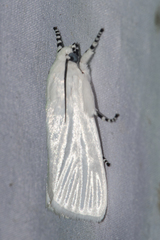 Eschata