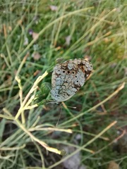 Phyciodes phaon phaon