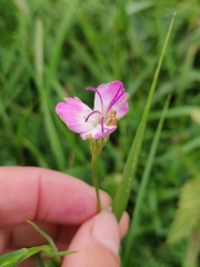 Eudianthe coeli-rosa