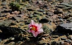 Monsonia multifida
