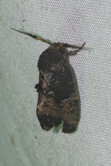 Elusa antennata