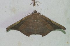 Episparis tortuosalis