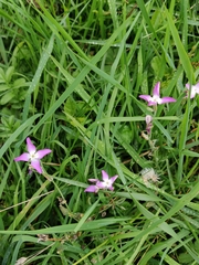 Eudianthe coeli-rosa