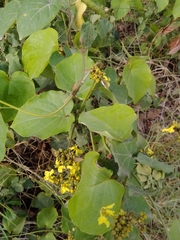 Stigmaphyllon lindenianum