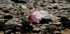 Monsonia multifida