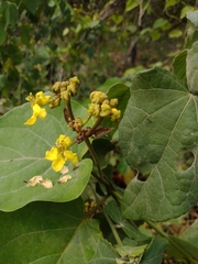 Stigmaphyllon lindenianum
