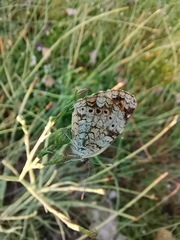 Phyciodes phaon phaon