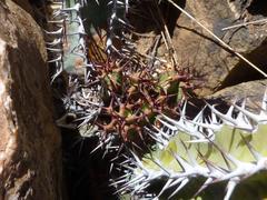 Euphorbia virosa virosa