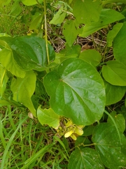 Stigmaphyllon lindenianum