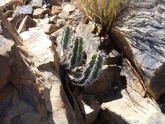 Euphorbia virosa virosa