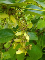 Stigmaphyllon lindenianum