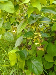 Stigmaphyllon lindenianum