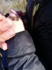 Cacosternum australis