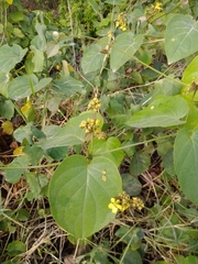 Stigmaphyllon lindenianum