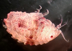 Image of Pleustes panoplus