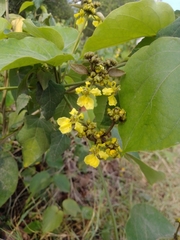Stigmaphyllon lindenianum
