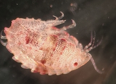 Pleustes panoplus