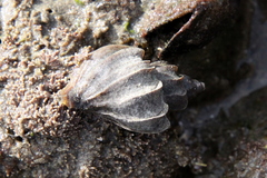 Trophon
