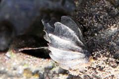 Trophon