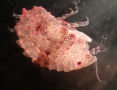 Pleustes panoplus