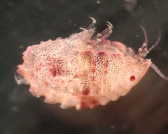 Pleustes panoplus