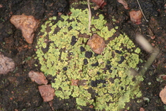 Psora icterica