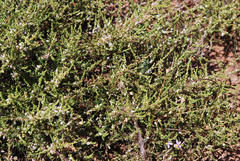 Aspalathus hispida hispida