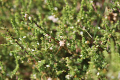 Aspalathus hispida hispida