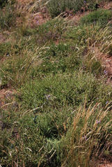 Aspalathus hispida hispida