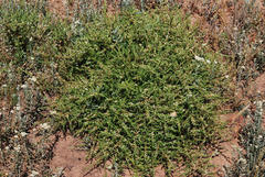 Aspalathus hispida hispida