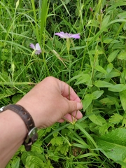 Eudianthe coeli-rosa