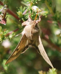 Aspalathus hispida hispida