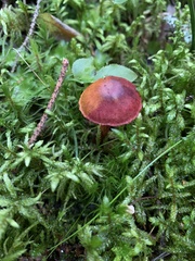 Cortinarius sanguineus