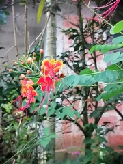 Caesalpinia pulcherrima