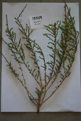 Aspalathus hispida hispida