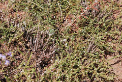 Aspalathus hispida hispida