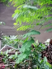 Caesalpinia pulcherrima