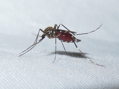 Ochlerotatus