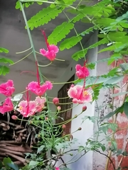 Caesalpinia pulcherrima