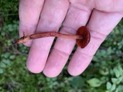 Cortinarius sanguineus