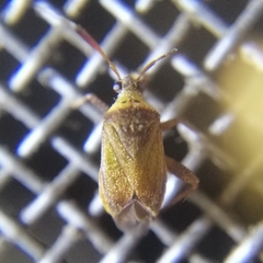 Notholopus
