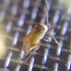 Notholopus