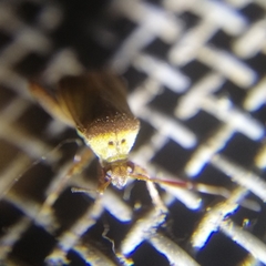 Notholopus