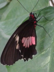 Lepidoptera