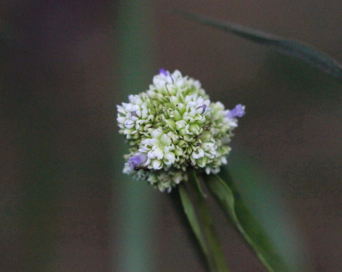 Image of Hedyotis uncinella by no rights reserved