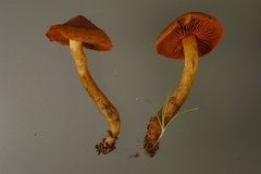 Cortinarius malicorius