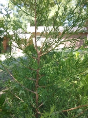 Juniperus virginiana