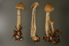 Cortinarius ochrophyllus