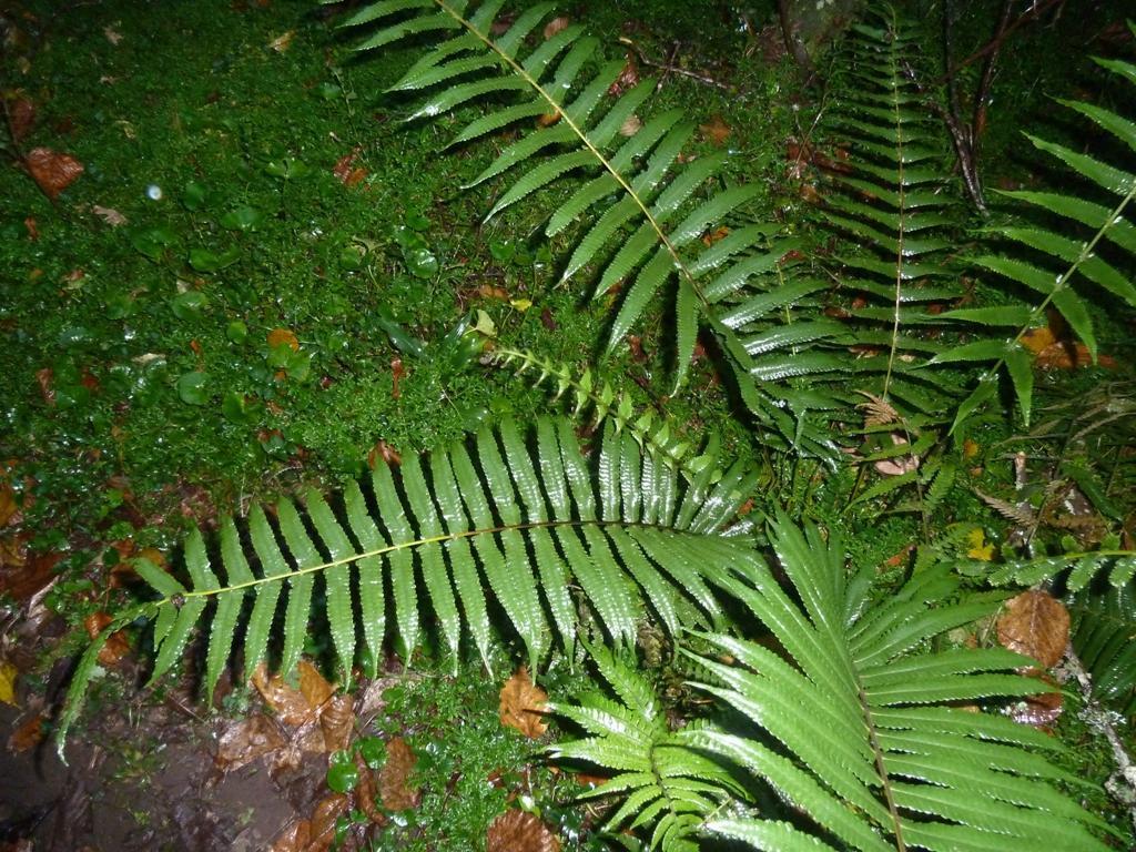 Mother Wood Fern