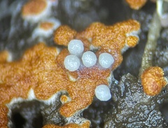 Physarum stellatum